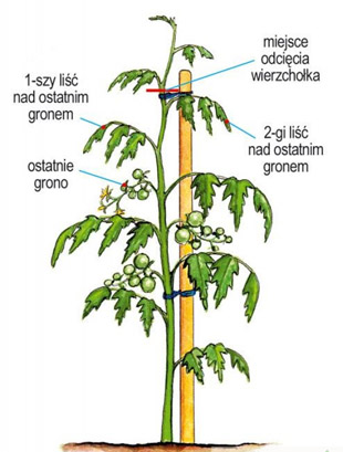 pomidor krzak