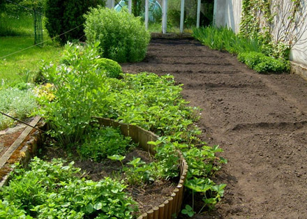 vegetable garden-