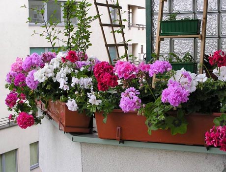 pelargonie balkon