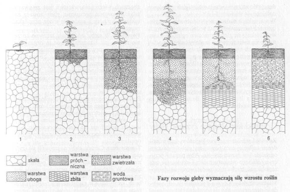 Fazy rozwoju gleby wyznaczają silę wzrostu roślin
